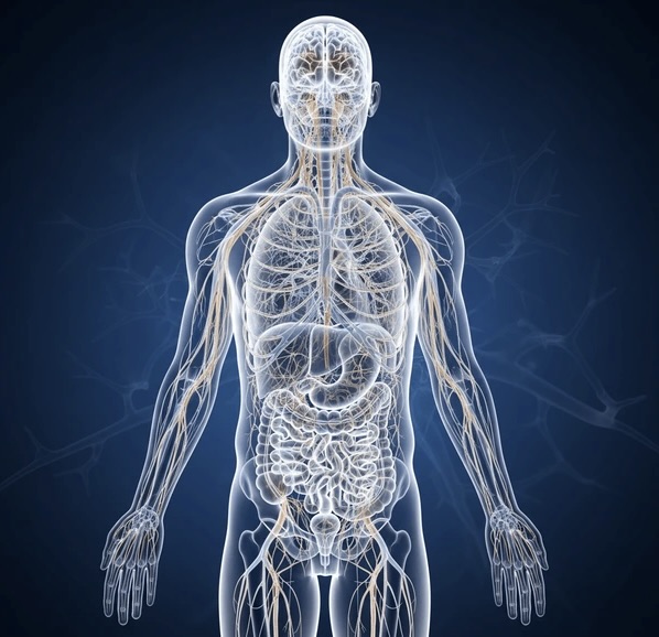Illustration of the nervous system